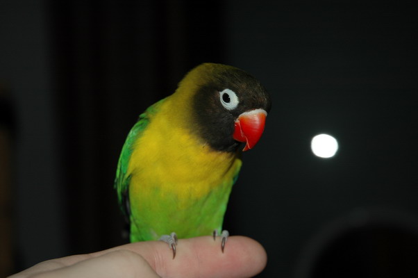 13Img2005-01-26-0015_redimensionner.JPG