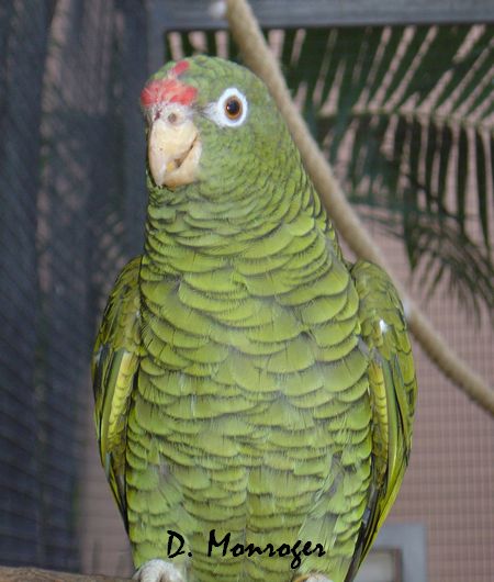 Loro Parque 8.jpg