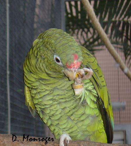 Loro Parque 9.jpg