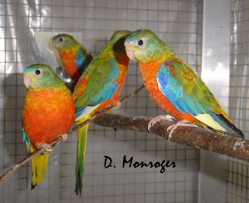 Turquoisines 1.jpg