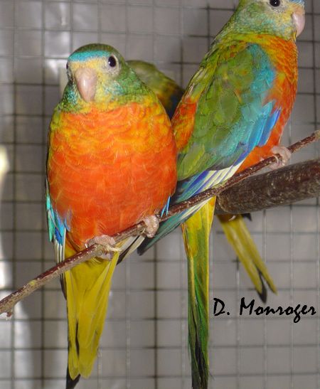 Turquoisines 4.jpg