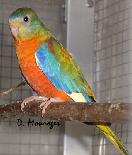 Turquoisines 5.jpg