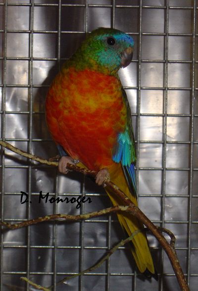 Turquoisines 8.jpg