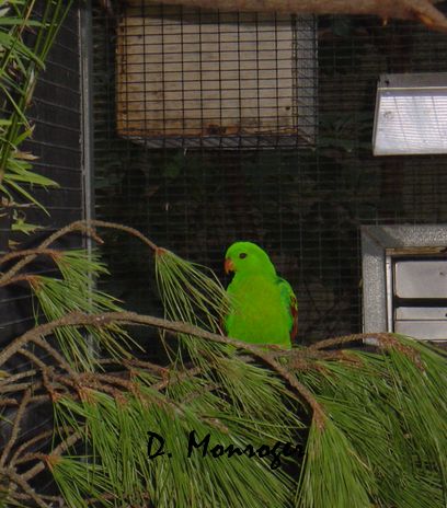 Loro Parque 10.jpg