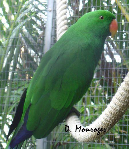 Loro Parque 33.jpg