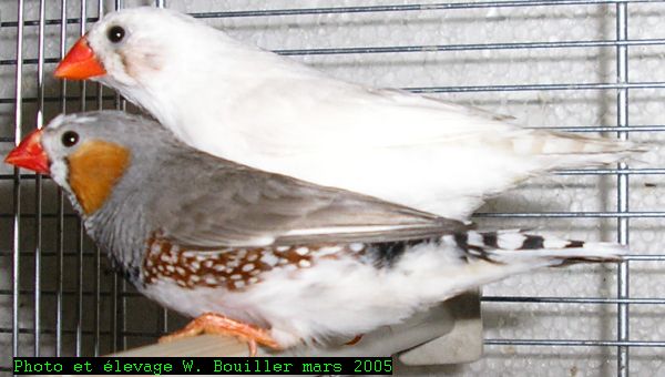 Cple M 03 2005.jpg