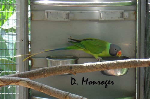 Loro Parque 67.jpg