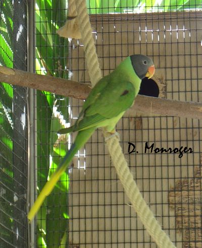 Loro Parque 68.jpg