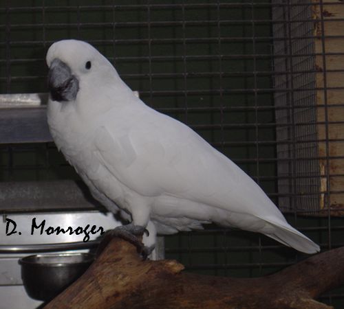 Loro Parque 20.jpg