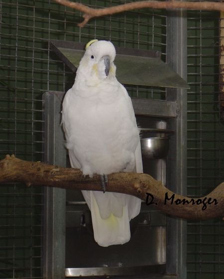 Loro Parque 21.jpg