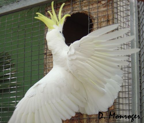 Loro Parque 22.jpg