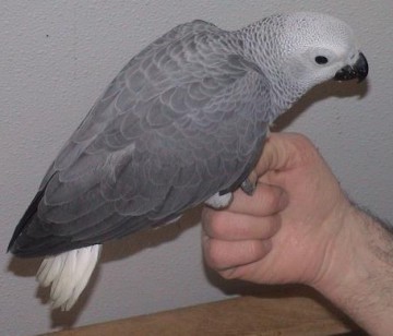 Parrot-Whitetailedgreyparrot11.jpg