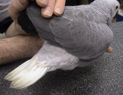 parrot-whitetailedgreyparrot11a_465.jpg