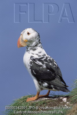macareux mutant.jpg