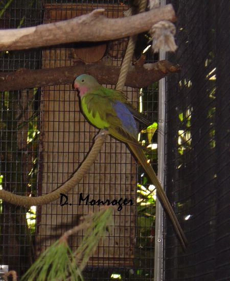 Loro Parque 61.jpg