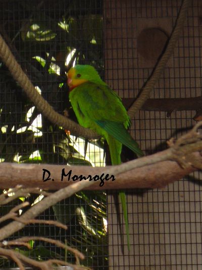 Loro Parque 62.jpg