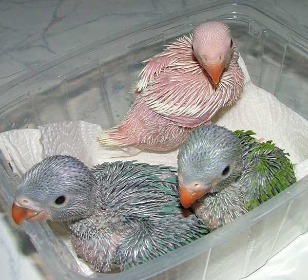 BB2005.JPG