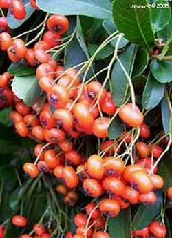 pyracantha_atalantioides.jpg