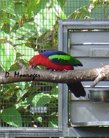 Loro Parque 99.jpg