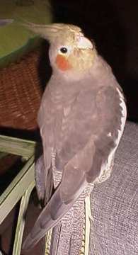 Paco.jpg