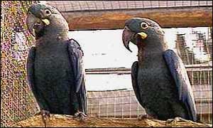 _38319285_smuggledparrot300.jpg