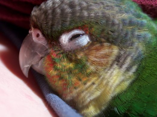 dodo.jpg