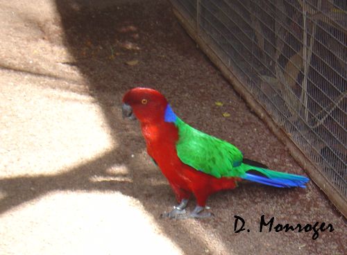 Loro Parque 100.jpg