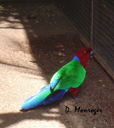 Loro Parque 101.jpg