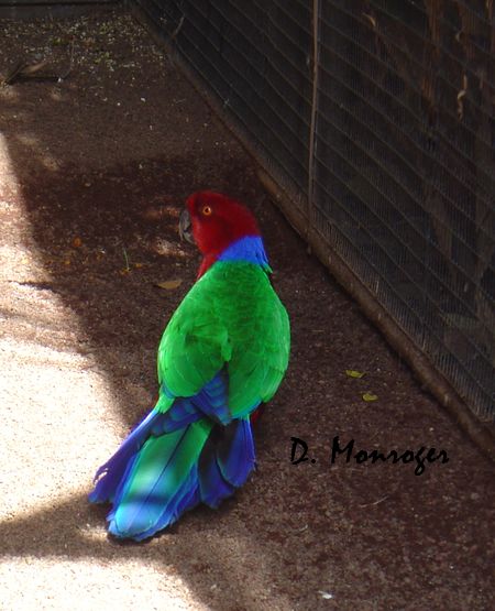 Loro Parque 102.jpg