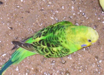 une femelle OPALINE.jpg