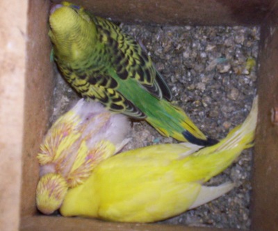 ondulÃ©es 2 lutinos (femelles) et une OPALINE 1f foncÃ©!.jpg
