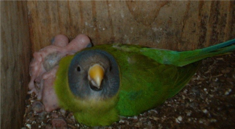 pru 2005.jpg