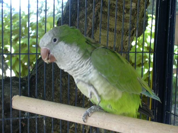 magui.JPG