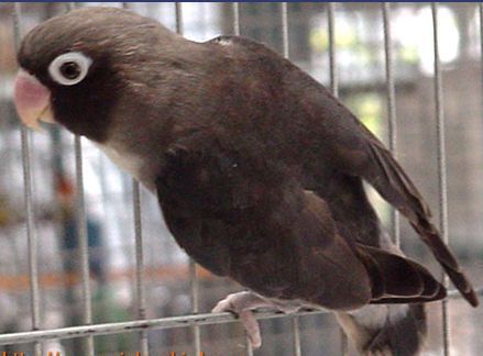 mauve-black_b.jpg