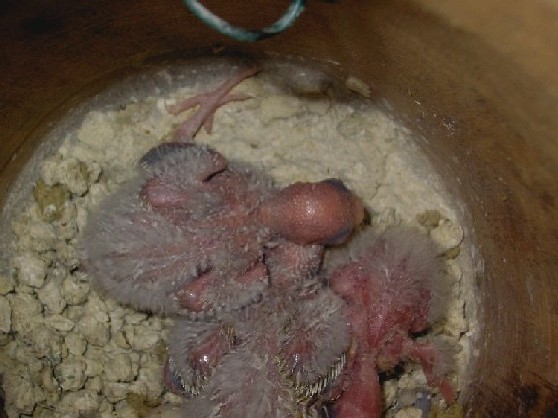 bÃ©bÃ©s croupion.JPG