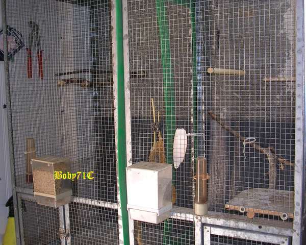 Calopsittes66.jpg