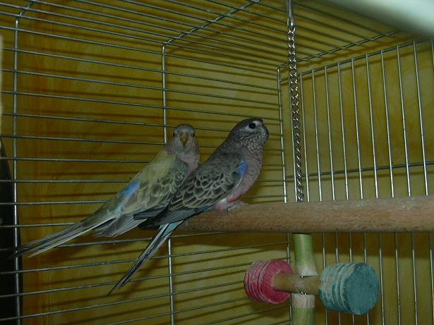 DSCN0915.JPG