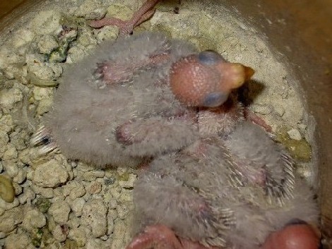 bÃ©bÃ©s croupion.JPG