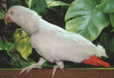 Albino_jaco_web.jpg