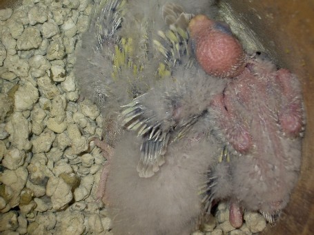 bÃ©bÃ©s croupion.JPG