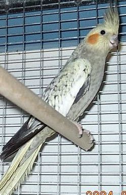 femelle calo.jpg