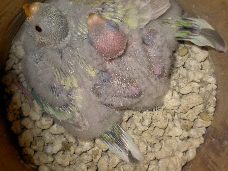 bÃ©bÃ©s croupion.JPG