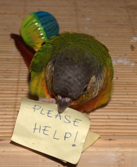 Pleasehelp.jpg