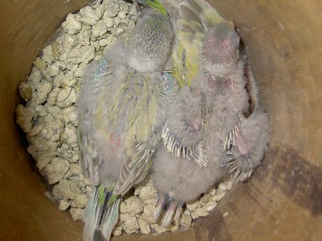 bébés croupion.JPG