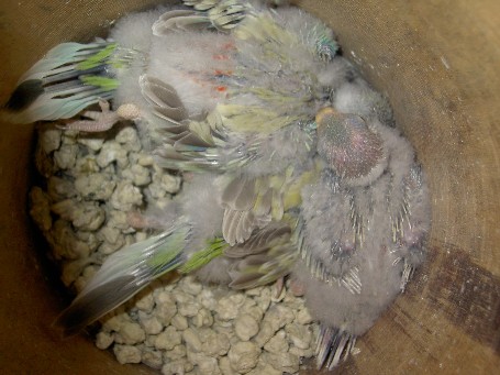 bébés croupion.JPG