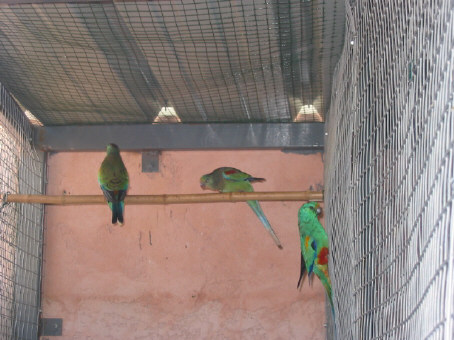 Multicolores male cpl N3 . 05.JPG