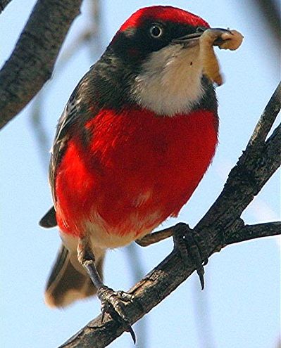 Red boy.jpg