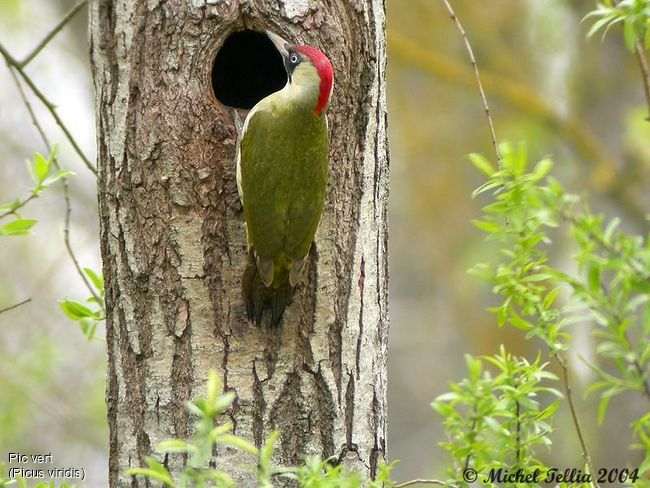 pic.vert.mite.jpg