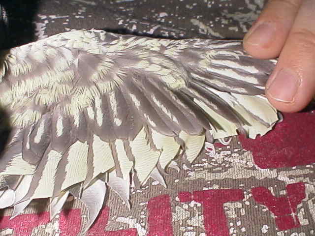 ailes Chico avant.JPG