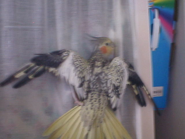 aile Chico apres 2.JPG